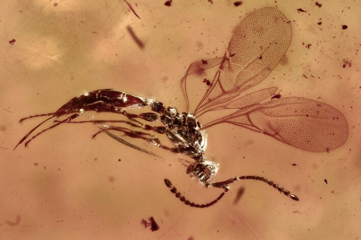 Detailed Fossil Wasp (Ismaridae) In Baltic Amber - Rare! #372515